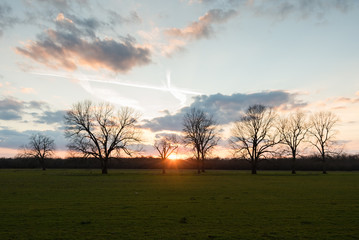 Sunset and Trees Silhouettes in Green Field