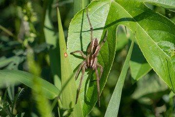 Macro Wolf Spider on Green Leaf