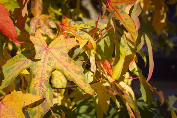 Colorful background of autumn leaves