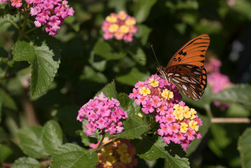 Fototapeta na wymiar Gulf Fritillary Wings Up Butterfly on Lantana Blooms