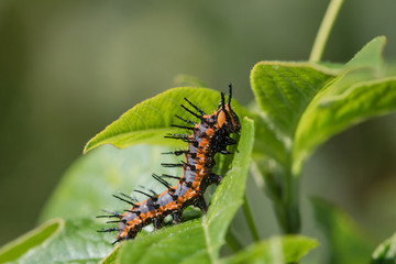 Macro Gulf Fritillary Caterpillar Among Green Leaves