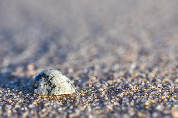 Close up of a seashell on the sand of the sea sunny evening, copy Space