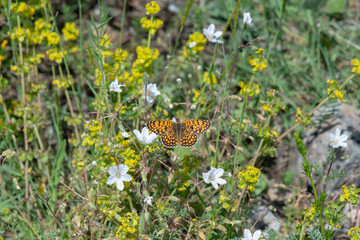 İparhan / Melitaea cinxia /  