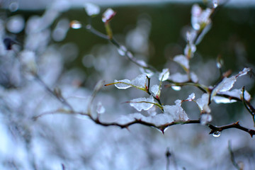 Closeup of snow and ice forming on small branches of a bush.