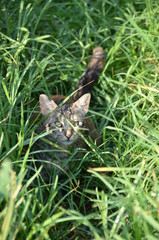 cats play