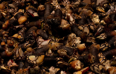 Snails on market. A lot of fresh live snails on display at market