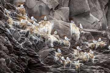 group of Icelandic seagulls on a rocks