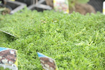 Sedum album coral carpet