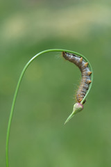 caterpillar on a leaf