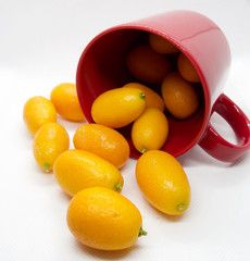 Citrus japonica, Kumquat, Cumquat 