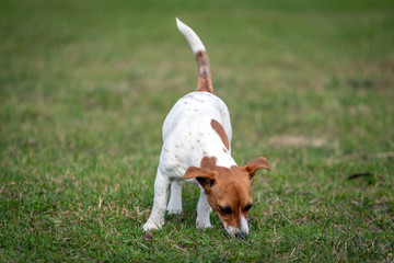 Naklejka na ściany i meble Young Jack Russell Terrier on the grass.