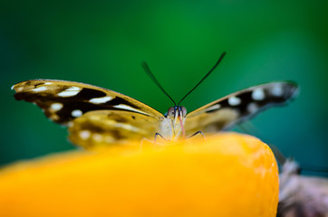 tropischer Schmetterling