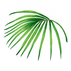Watercolor painting coconut, palm leaf,green leaves isolated on white background.Watercolor hand painted illustration tropical exotic leaf for wallpaper vintage Hawaii style pattern.With clipping path