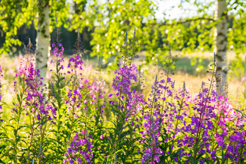 Fototapeta premium Fireweed blooming, finnish summer, Savukoski, Finland