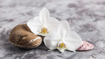 Obraz na płótnie Canvas White orchid flowers next to sea stones and shells on a gray background - spa treatments and relaxation concept