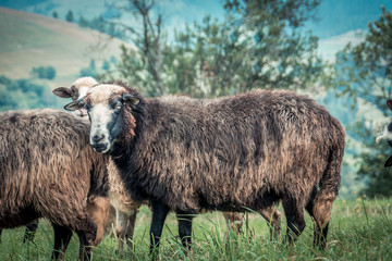 Obraz premium sheeps on the pasture