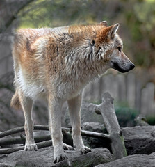 Timber wolf. Latin name - Canis lupus occidentalis