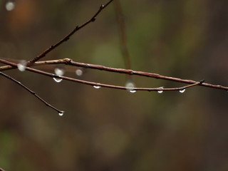 Water Drops on Nude Tree Branches