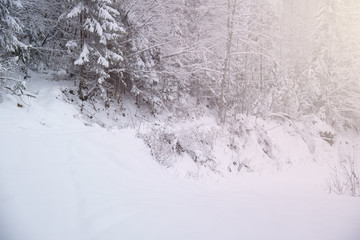 Snow covered trees in the winter forest