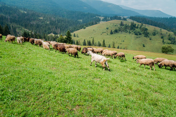 Fototapeta na wymiar sheeps and goats on the pasture