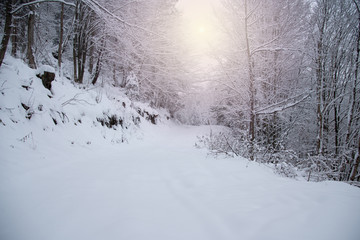 Snow covered trees in the winter forest