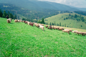 sheeps  and goats on the pasture