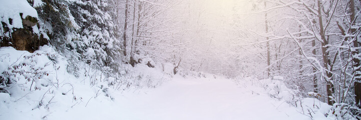 Fototapeta premium Snow covered trees in the winter forest
