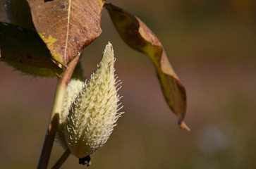 indian Summer Illinois