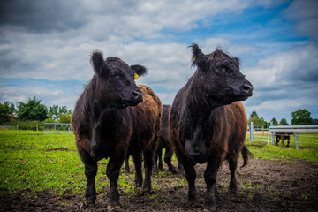 Fototapeta premium Kühe auf der Weide