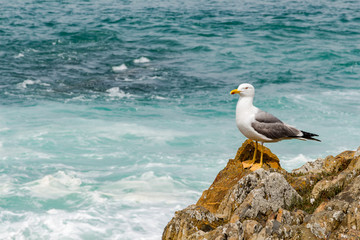 Seagull standing on the rock next to the wavy ocean