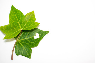 Fototapeta premium Two green leaves, with a punched heart.