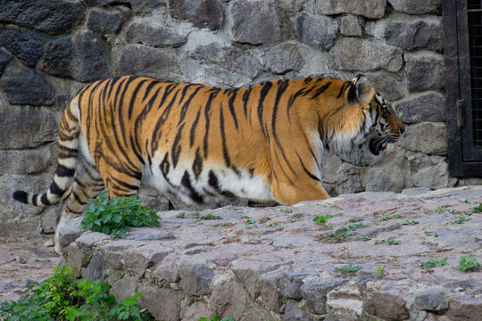 Tiger walking 
