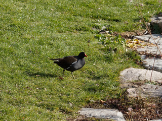 Gallinula chloropus - Une Gallinule poule d'eau picorant sur la berge