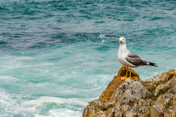 Seagull standing on the rock next to the wavy ocean