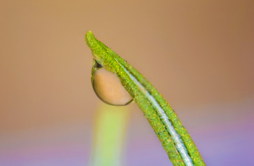 Water drop on green rosemary. Natural freshness. Wet macro bright spring leaf with dew, droplet. Fresh life, environment. Raindrop closeup.Drop of dew in nice soft background.