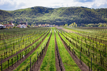 Fototapeta na wymiar Vineyard in Moravia, Czech Republic