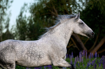 Obraz premium Running horse in the blooming field