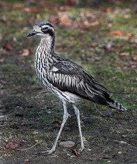 Bush stone-curlew in its enclosure. Latin name - Burhinus grallarius