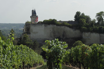 Obraz premium Vignes