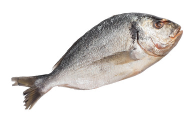 Dorado raw frozen fish. isolated white background