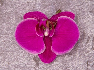 Pink orchid flowers on grey background.