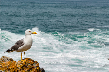 Seagull standing on the rock next to the wavy ocean