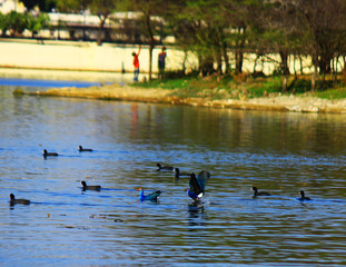 blue birds onto water
