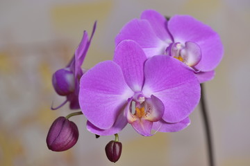 Fototapeta na wymiar Beautiful Orchid flowers bloom in the room