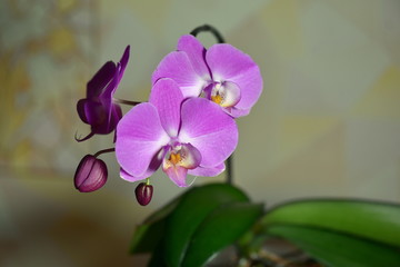 Beautiful Orchid flowers bloom in the room
