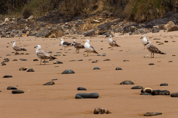 Group of seagulls standing on the sandy beach. Rocks on the sandy beach. Large rocks in the background. Nature scenery.