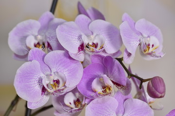 Fototapeta na wymiar Beautiful Orchid flowers bloom in the room