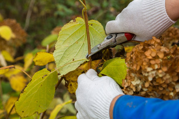 Bush (hydrangea) cutting or trimming with secateur in the garden