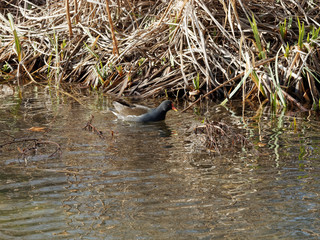 Gallinula chloropus - Une Gallinule poule d'eau se cachant dans les feuillages au bord de l'eau 