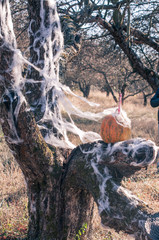 waterfall in the forest